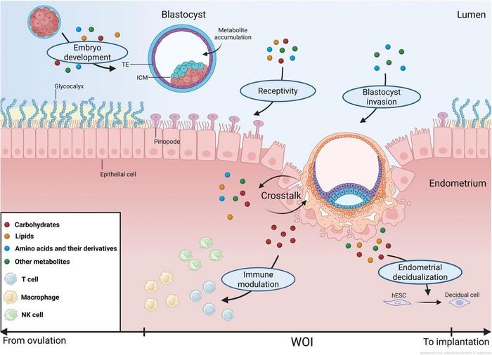 Schematic illustration of carbohydrates, lipids, amino acids, and their roles in embryo development.