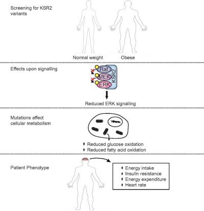 Genetic Mutation Provides Clues to Battling Childhood Obesity