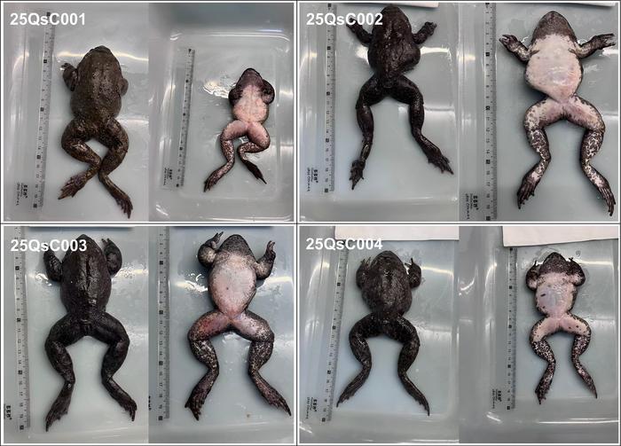Four Quasipaa spinosa purchased online under the false visual of Hoplobatrachus chinensis