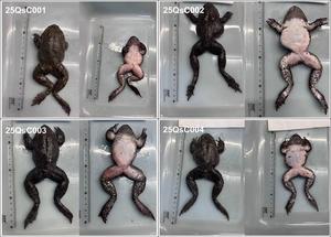 Four Quasipaa spinosa purchased online under the false visual of Hoplobatrachus chinensis