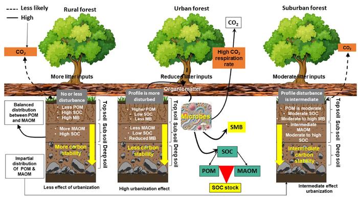 How urbanization reshapes soil organic carbon stability in urban forests: a critical review