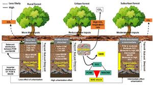 How urbanization reshapes soil organic carbon stability in urban forests: a critical review