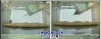 Mice with 16p11.2 Deletion Exhibit Non-progressive Behavior