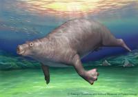 Japan's Iconic Extinct Mammal: a Sleeping Treasure in a University Collection (1 of 2)