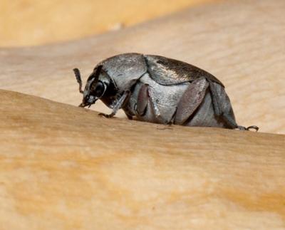 Seed Beetle