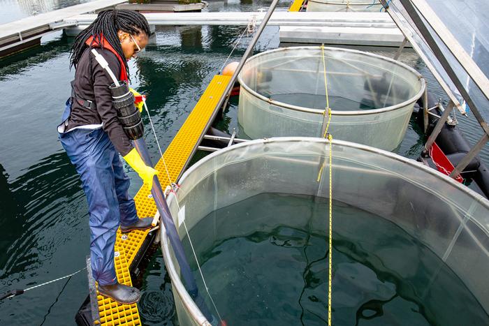 Ocean alkalinity experiments