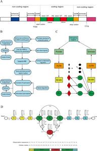 An example of a hidden Markov model (HMM).