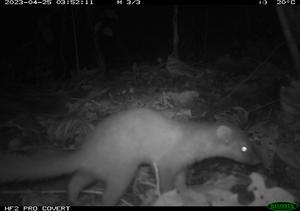 Ferret Badger 2