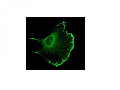 Migrating Cell