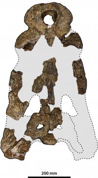 Skull Pieces