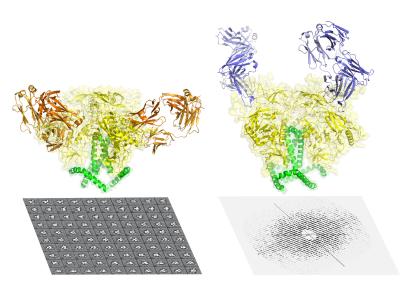 HIV Envelope Protein