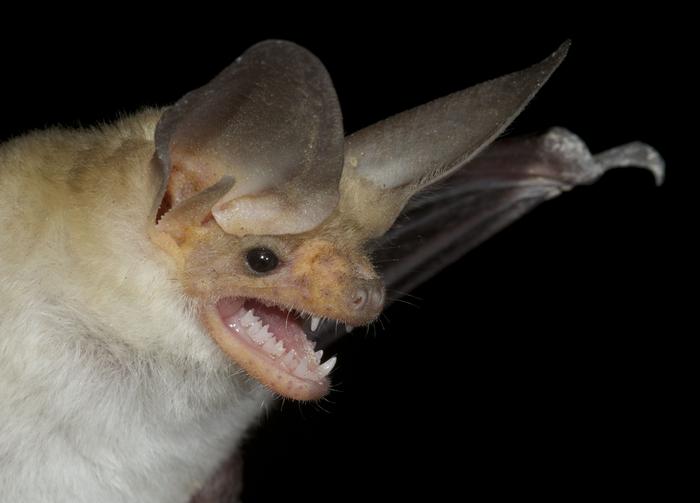 Antrozous pallidus