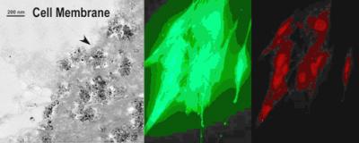 Cells Selectively Absorb Short Nanotubes