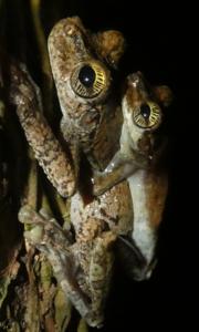Osteocephalus oophagus