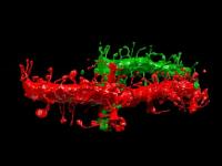 Dendrites
