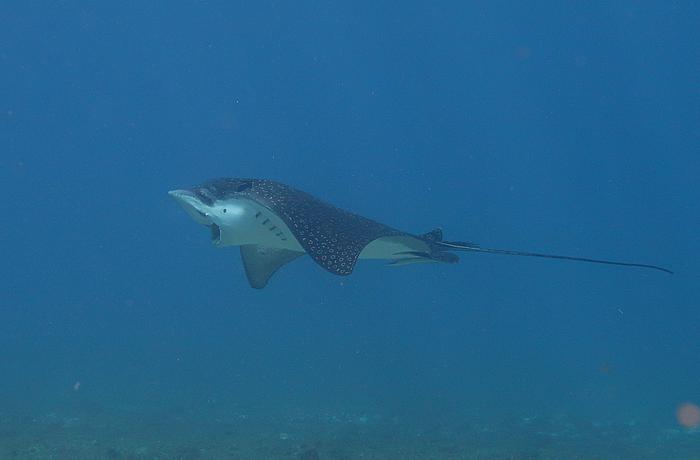 Whitespotted Eagle Ray