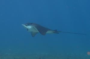 Whitespotted Eagle Ray
