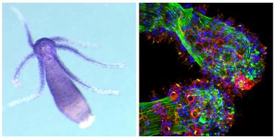 Stinging Cells