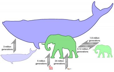 Mammals Shrink at Faster Rates than They Grow