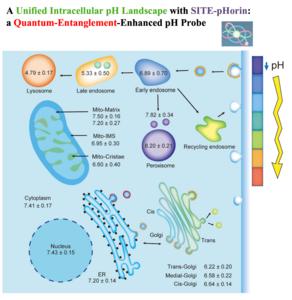 The pH map of intracellular organelles with SITE-pHorin