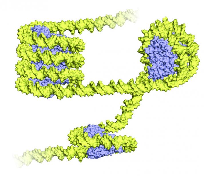 Archaea