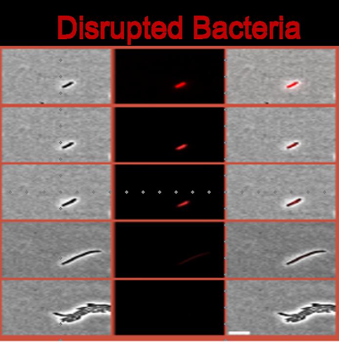 Disrupted Bacteria
