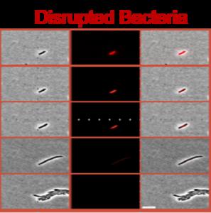 Disrupted Bacteria