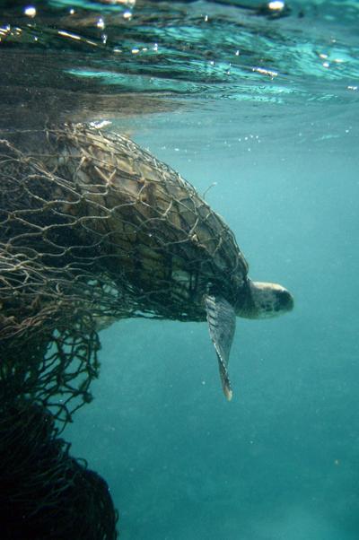 Sea Turtle