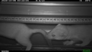 Two stoats in a mostela