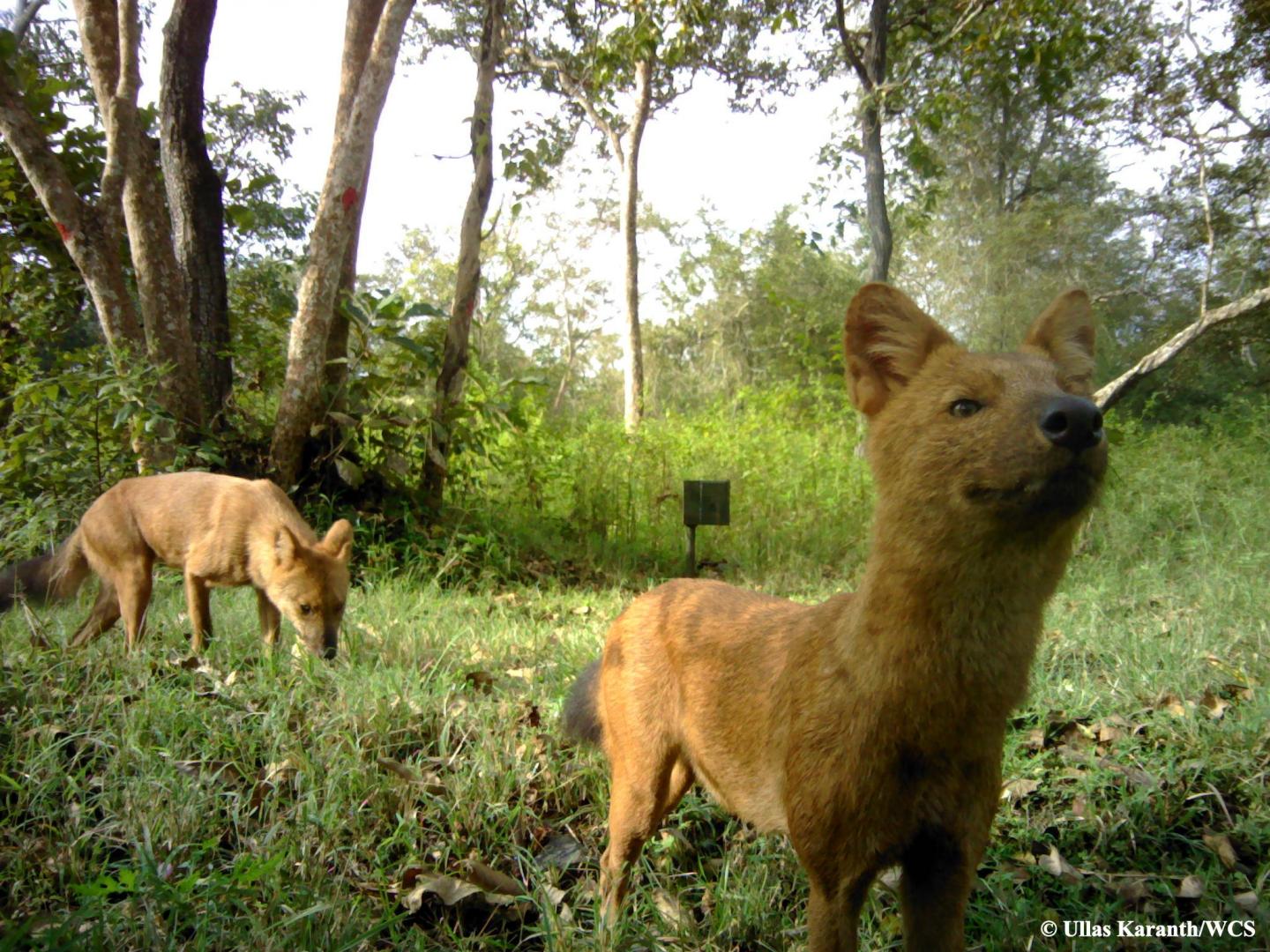 Dhole