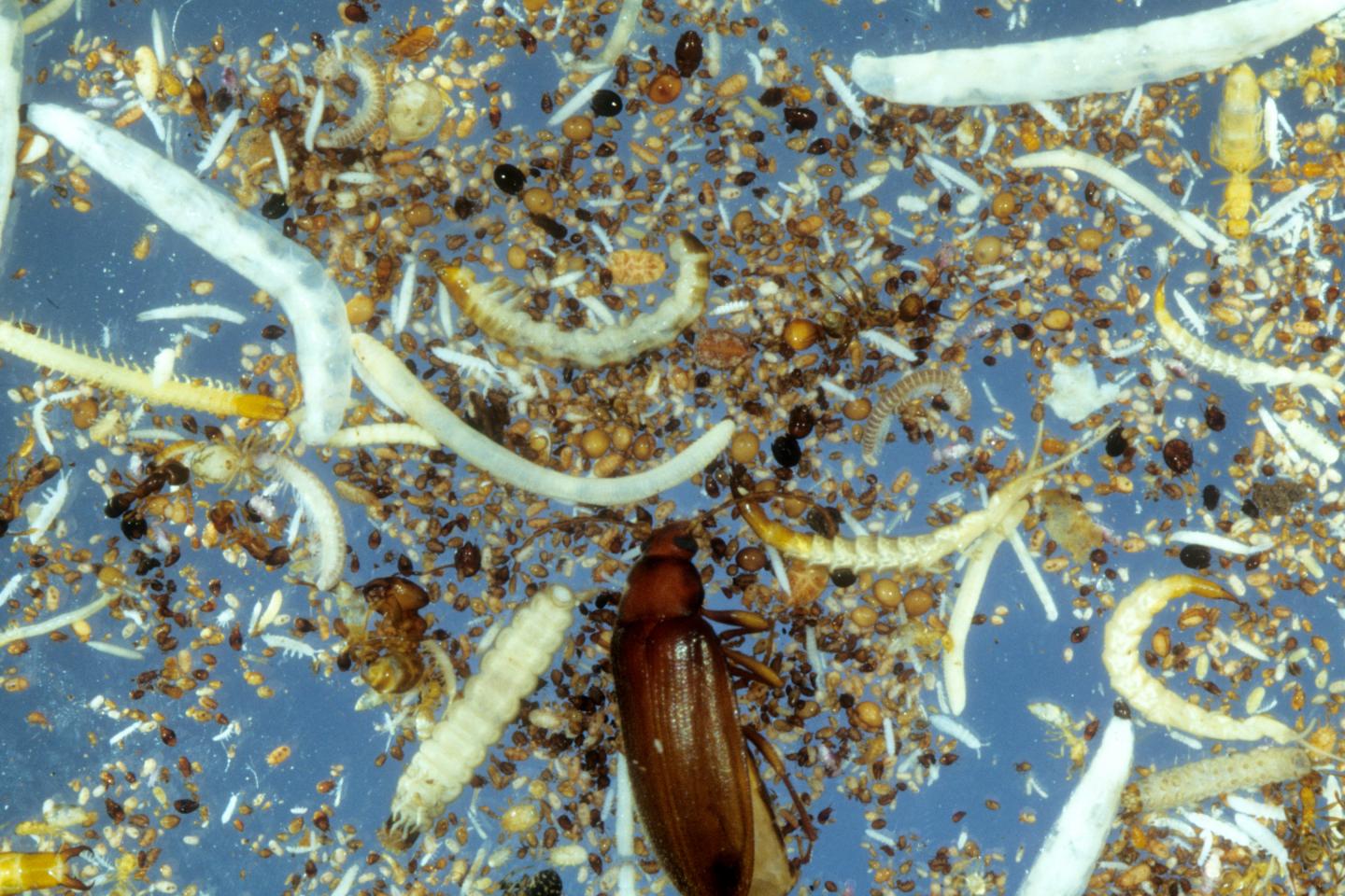 Soil Fauna