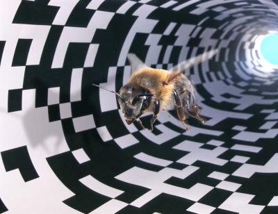 Honey Bee Perception