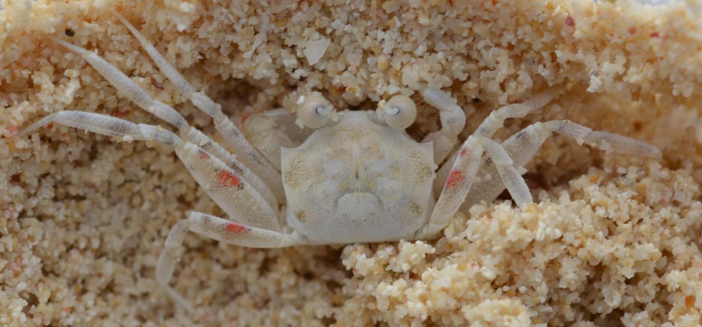 Animals Actively Choose to Match their Surroundings to Avoid Predation