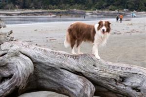 Neutered dog regains health after testosterone therapy.
