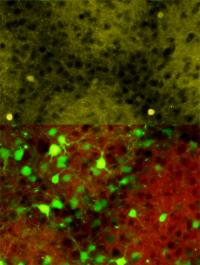 Neurons Orient Their Dendrites toward the Source of Incoming Sensory Input