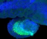 Genetic Switches in Gar Genome Drive Gene Activity