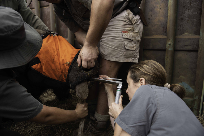 Foot-and-mouth disease testing.