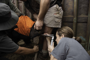 Foot-and-mouth disease testing.