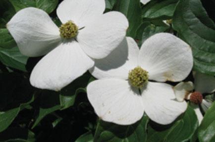 Flowers and Floral Bract