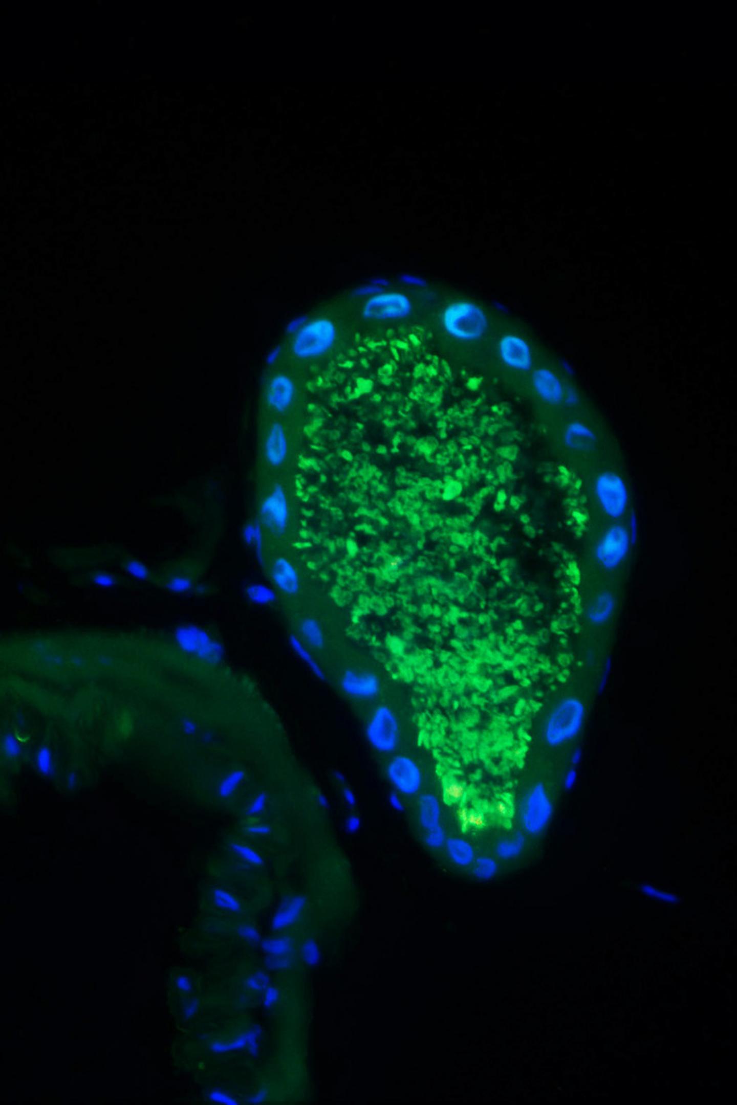Symbiotic Bacteria FISH