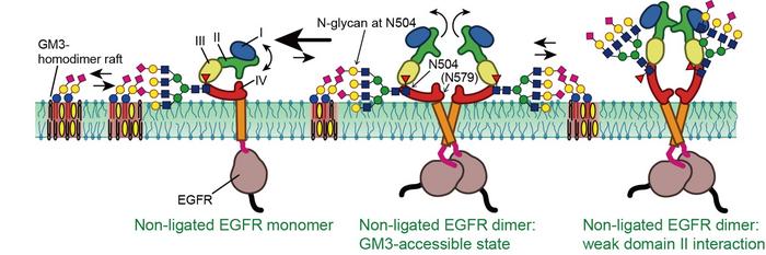 Proposed mechanism of GM3 glycan-glycan interactions with EGFRs.
