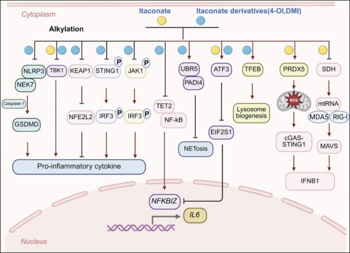 Immunoregulatory actions of itaconate and its derivatives on inflammatory and antiviral pathways in macrophages