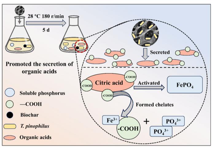 Biochar promotes FePO4 solubilization through modulating organic acids excreted by Talaromyces pinophilus