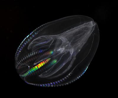 Comb Jelly (<i>Mnemiopsis leidyi</i>)