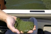 Cyanobacteria