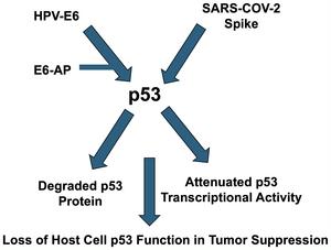 Hypothesis: HPV E6 and COVID spike proteins cooperate in targeting tumor suppression by p53