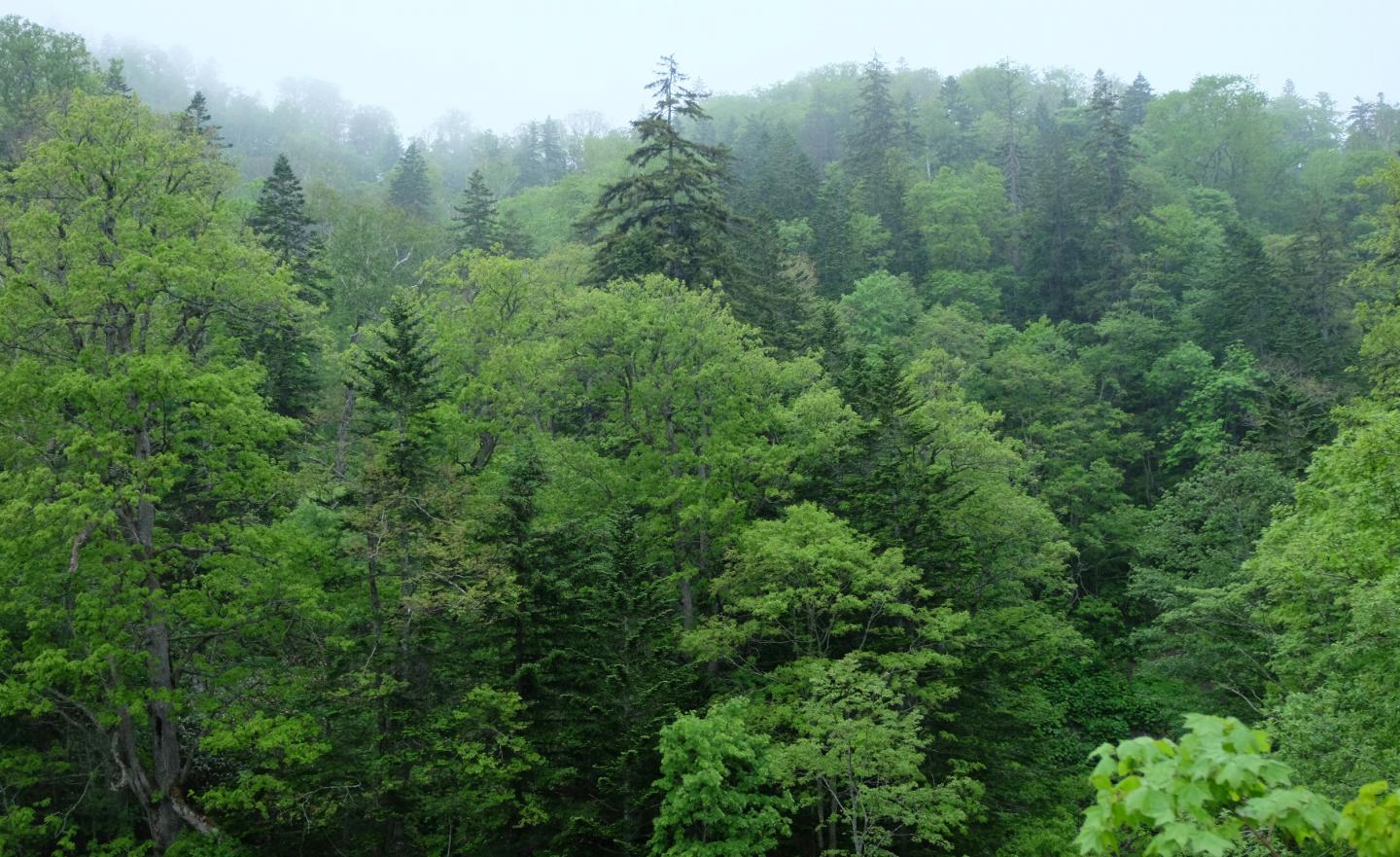 Osashima Primeval Reserve