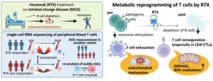 How rituximab changes T Cells