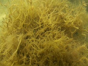 Gracilaria