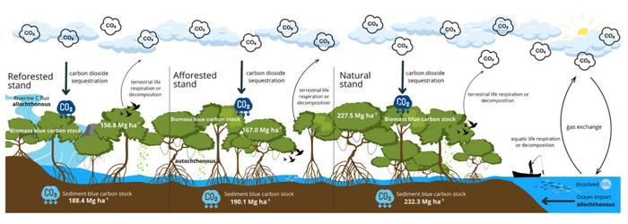 Understanding blue carbon management strategies: quantitative assessment of blue carbon stock among three mangrove stands in Eastern Visayas, Philippines, W. Pacific Border